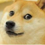 doge lifestyle