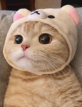 Kittttttyyyyyyyyyy group