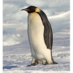 Penguin fan group (Offical) hang out