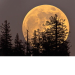 cow moon