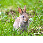 CuteBunny Custom Clothing