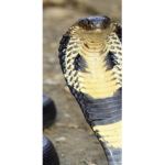 North-Side Cobras