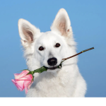 Notdoggy