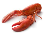 #lobster girls