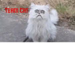 Team Cat!!