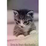 #Amelia and Cats