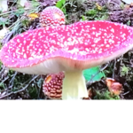 Mushroom kingdom and stuff