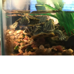 The Random Turtle Clan