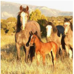 Horses Are In The House!