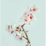Falling blossoms X clothing