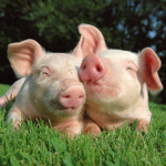 PIG GANG!!!!!!