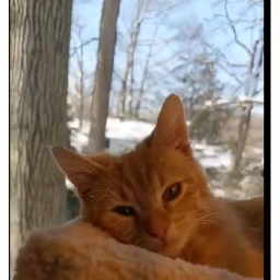Cats and Dogs