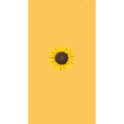 sunflowers gymnastics gym!