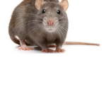 Rat army we say we love rats please join