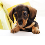 dog lovers ♥