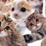 ฅ/ᐠ. ̫ .ᐟ\ฅ