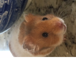Hamster land