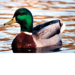 Ducks!!(: