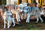 WolfGirl WolfPack