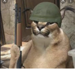 Cat Army (Any Cats Allowed)