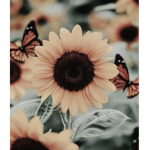 <3 Aesthetic Sunflowers <3