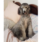 We love poodles group