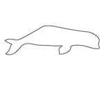 Beluga Airlines