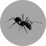Ant 5 if it was grey
