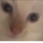the Tesbs