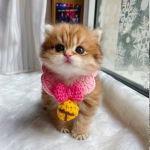 -meoww Group Thumbnail