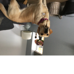 Honey the dog home