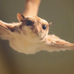 Flying Squirrel Attack