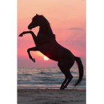 *~Sunset Stables~*