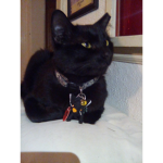 Midnight Cat's Cult