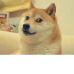 柴犬宝宝
