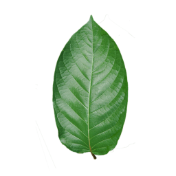 Leaf Man Philosophy