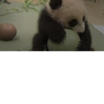 The Panda Fans!