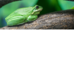 Froggo_Army!