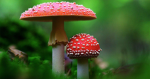 MushroomTypes