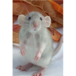 The Rat Lovers of Roblox:3