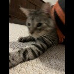 apollo money machine