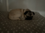Pogi’s Buns