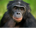 United States of Monkey Jangle of amazon