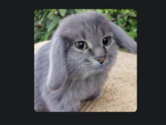 TGCE | The Great Cat Empire