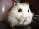Hamster Devs