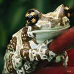 Frogz only!