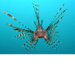 the sea creatures