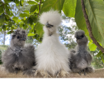The Country Birds