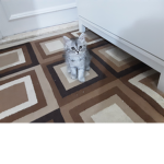 Best friends with cats