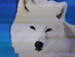 wolf cave!